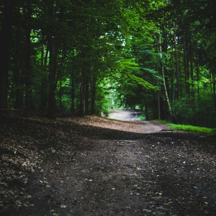 Cycle route through woods