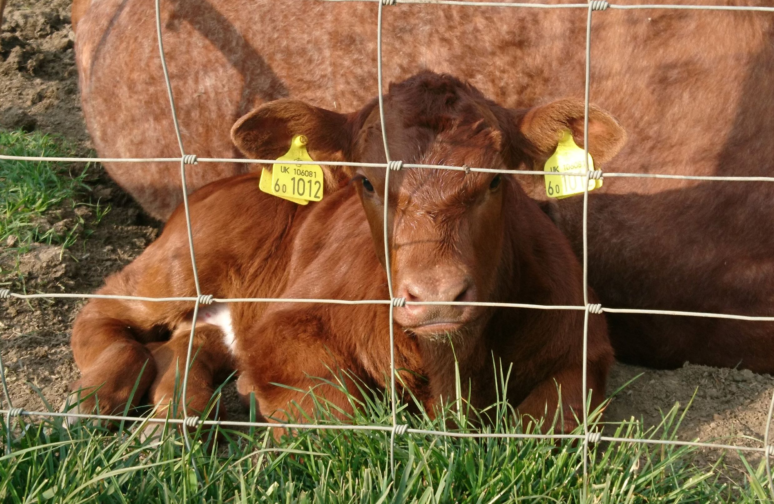 Cute calves