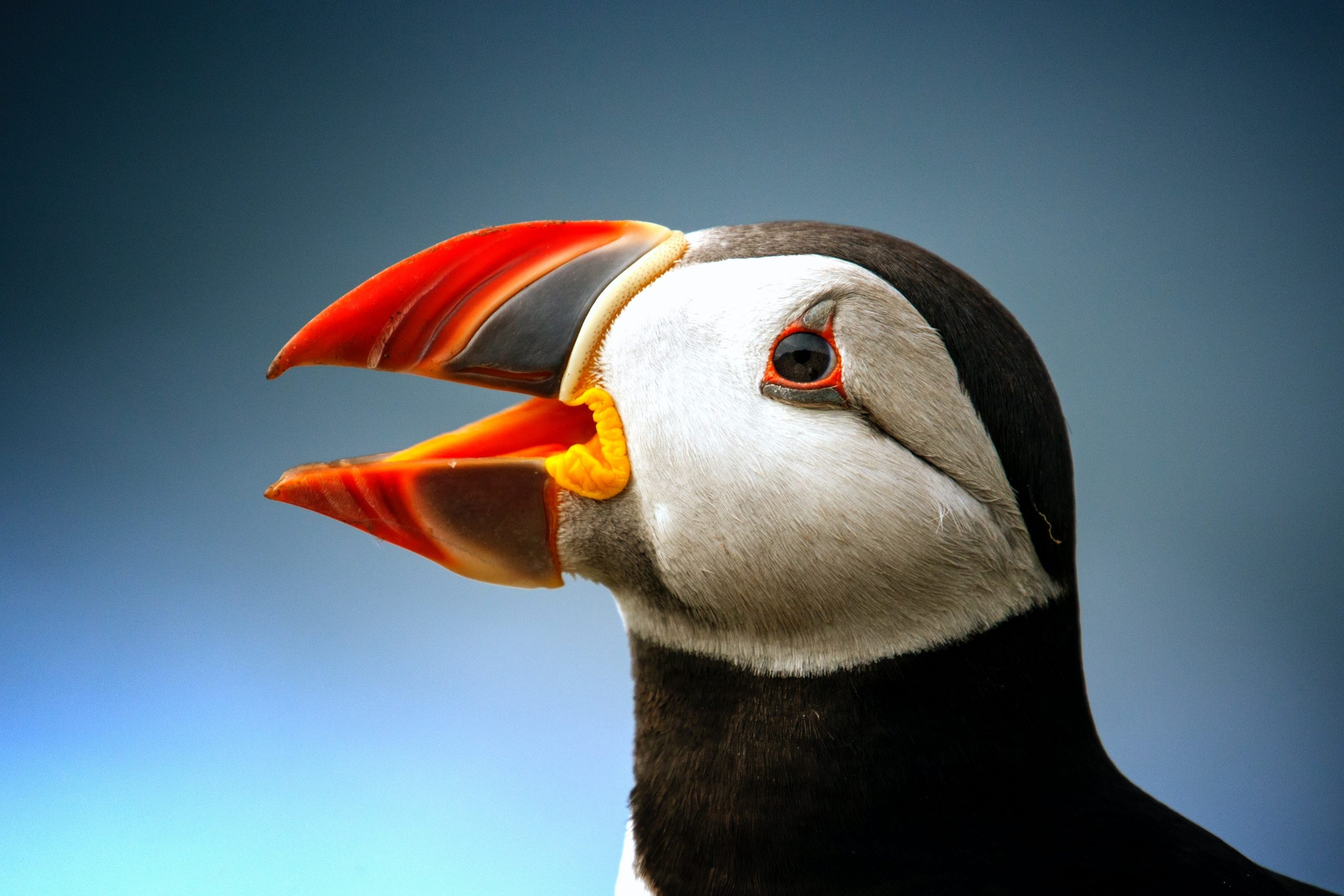 Read more about the article Everyone loves a Puffin!