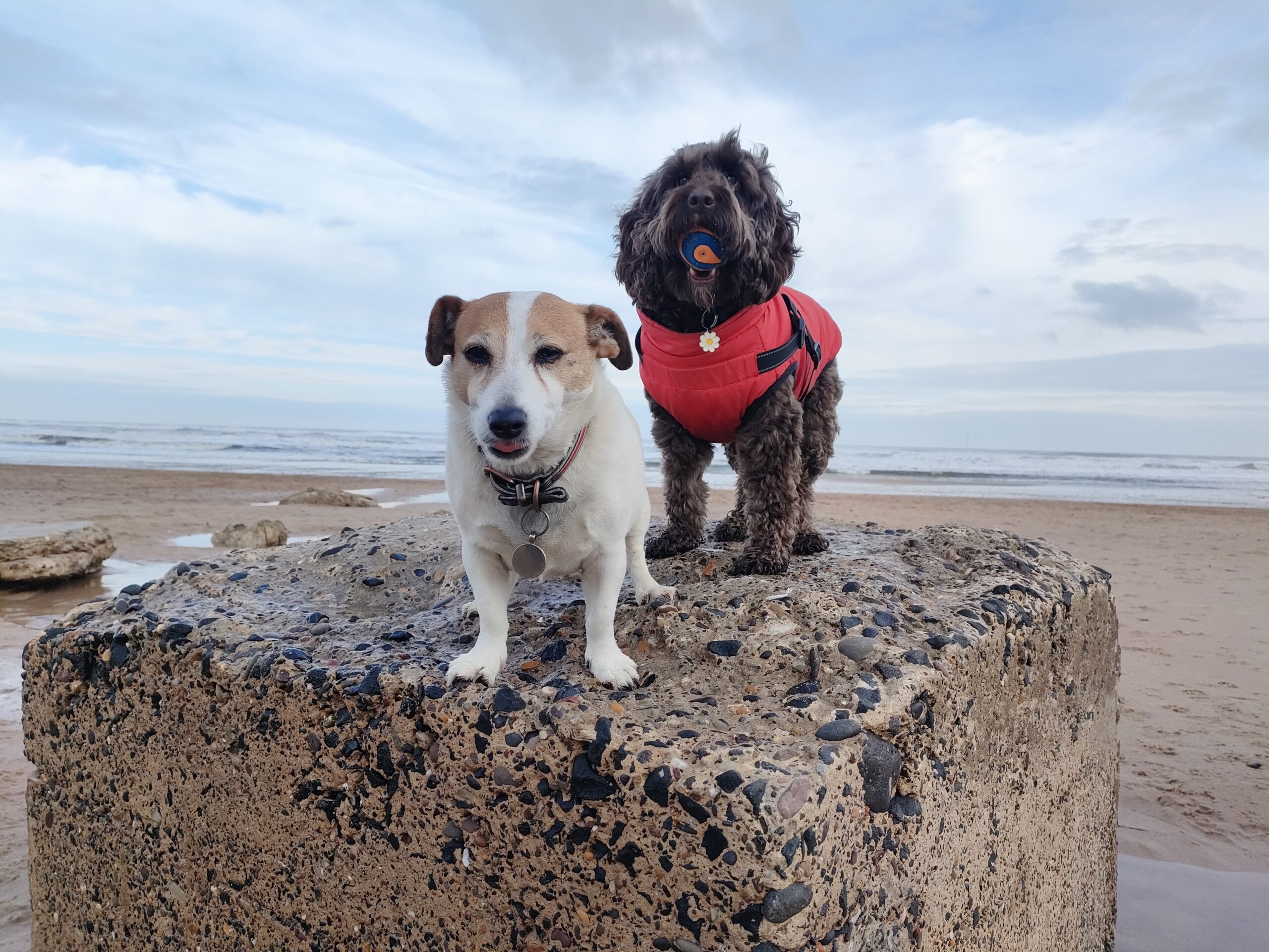 Read more about the article Dog‑Friendly Events near Burradon Farm
